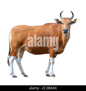 Banteng su sfondo bianco Foto Stock