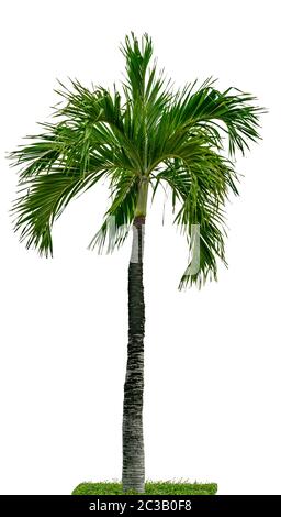 Palma di Manila, albero di palma di Natale ( Veitchia merrillii ) isolato su sfondo bianco con erba verde. Albero di palma utilizzato per la pubblicità archi decorativi Foto Stock