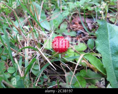 Fragola indiana rossa, Potentilla indica, tra erbacce Foto Stock