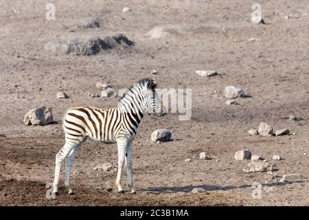 Carino baby foal di zebra in Etosha gioco riserva, Namibia, Africa safari fauna selvatica. Animale selvatico nell'habitat naturale Foto Stock