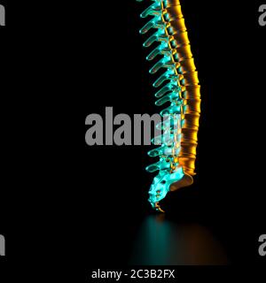 Le ossa della colonna vertebrale in colore oro, colorate luci laterali e sfondo nero. 3D render image. Salute e medicina concetto. Foto Stock