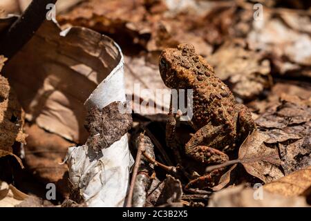 Una rana e un rana nella foresta di Algonquin Foto Stock