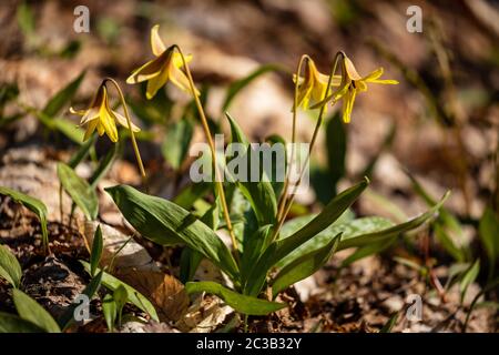 Giglio di trota di fiore giallo di Algonquin in Canada Foto Stock