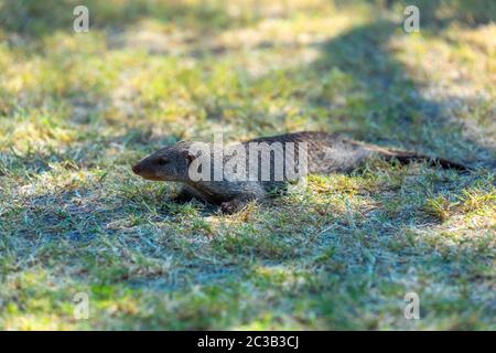 Oca banded, Mungos mungo, sdraiato in erba, Etosha, Namibia, Africa, Safari fauna selvatica Foto Stock