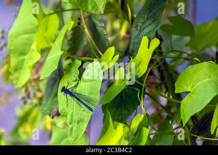 Dragonfly Demoiselle a fasce (Calopteryx splendens) - maschile nel parco britannico Foto Stock