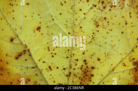primo piano su telaio completo di una foglia d'autunno gialla con macchie marroni venature e celle mostrate in dettaglio Foto Stock