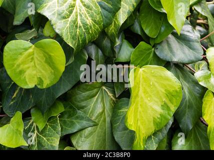 Ivy cuore forma foglia parete primo piano (Hedera). Simbolo di amore. Cuore verde zolfo foglie sfondo romantico. Crescita fogliame in natura. Fotografia di Foto Stock