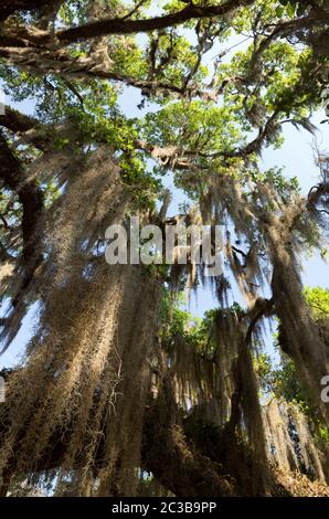 Quercia drappeggiato in muschio spagnolo sull'isola di Cumberland, Georgia Foto Stock