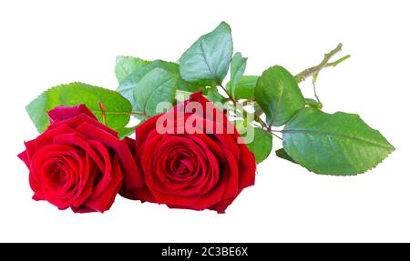 Due rose rosse (Rosaceae) che giacciono con il gambo e foglie verdi isolate su sfondo bianco, compreso il tracciato di ritaglio senza ombra. Germania Foto Stock