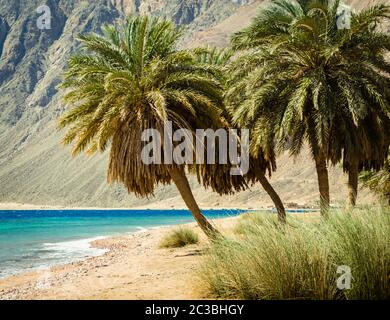 palme sul Mar Rosso sullo sfondo di alte scogliere rocciose in Egitto Foto Stock