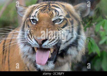 Usti nad Labem, Repubblica Ceca. 19 giugno 2020. Due anni fa, una tigre malese chiamata Bulan Yawns all'interno del suo recinto presso lo zoo di Usti nad Labem. Maschio Bulan nato allo Zoo di Praga. Nella lingua malese, la tigre si chiama harimau. La tigre malese è l'animale nazionale della Malesia. Credit: Slavek Ruta/ZUMA Wire/Alamy Live News Foto Stock