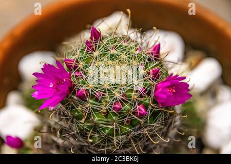 pere e succulenti in primo piano in macrofotografia Foto Stock