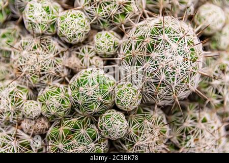 pere e succulenti in primo piano in macrofotografia Foto Stock