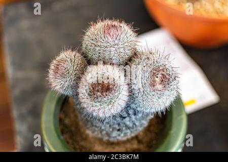 pere e succulenti in primo piano in macrofotografia Foto Stock