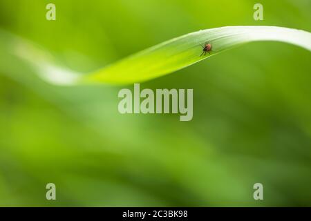 Tick (Ixodes ricinus) di attesa per la sua vittima su una lama per erba - parassita potenzialmente trasportano malattie pericolose Foto Stock