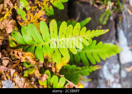Felce polypody comune che cresce su un muro nel Regno Unito Foto Stock