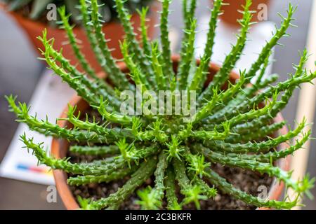 pere e succulenti in primo piano in macrofotografia Foto Stock