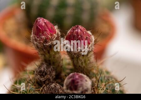 pere e succulenti in primo piano in macrofotografia Foto Stock