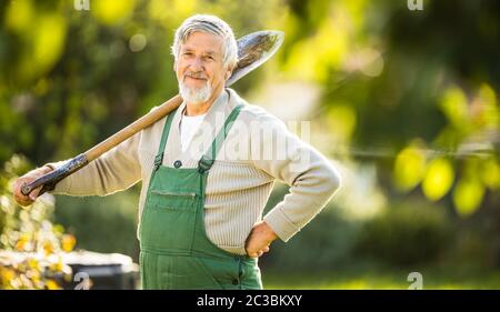 Senior gardenr giardinaggio nel suo giardino permacultura - mantenimento di una splendida cavolo verza testa Foto Stock