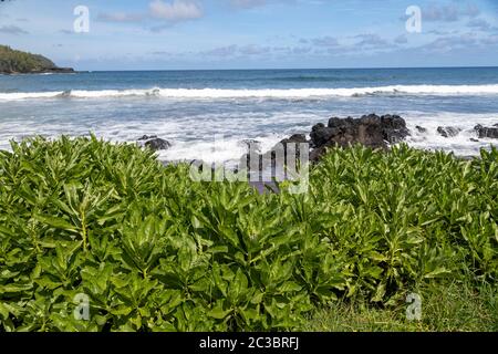 Onde che si infrangono in una spiaggia di Hana Hawaii Foto Stock