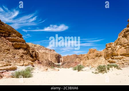 cespugli verdi sulla sabbia in un canyon nel deserto sullo sfondo di montagne e un cielo blu Foto Stock