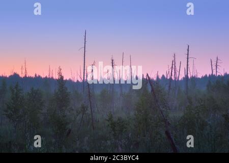 Nebbia mattutina in una palude forestale contro un'alba rosa sull'orizzonte. Paesaggio mistico selvaggio. Messa a fuoco selettiva, filtro sfocato. Foto Stock