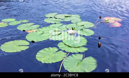 Fiore di acqua bianca giglio o fiore di loto e grandi foglie rotonde galleggianti sulla superficie blu setosa del lago. Vista angolo superiore, spazio di copia, selettiva Foto Stock