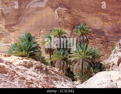 Palme verdi in un'oasi nel deserto sullo sfondo di rocce in Egitto Dahab Sinai Sud Foto Stock