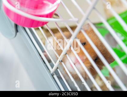 Criceto siriano contro le barre di gabbia Foto Stock