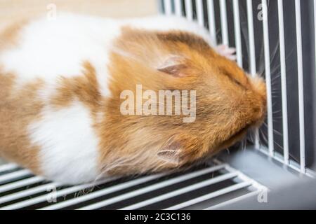 Criceto siriano contro le barre di gabbia Foto Stock