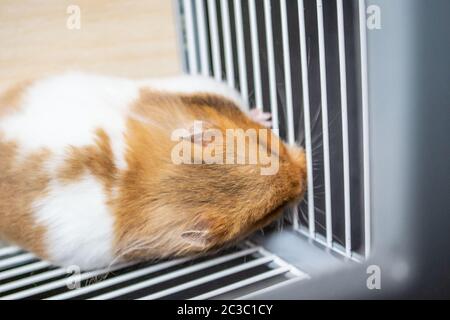 Criceto siriano contro le barre di gabbia Foto Stock