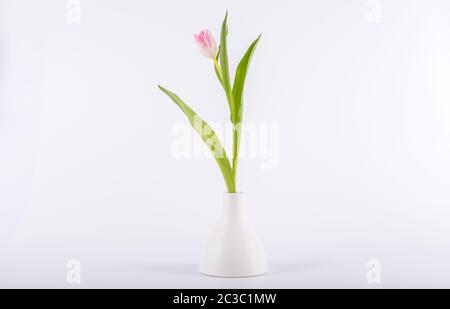 Eleganti tulipani in vaso minimalista su sfondo bianco. Spazio per textCongratulation. Il giorno di San Valentino, molla, Pasqua. Spazio per il testo. Foto Stock