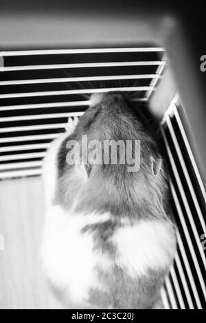 Criceto siriano contro le barre di gabbia Foto Stock