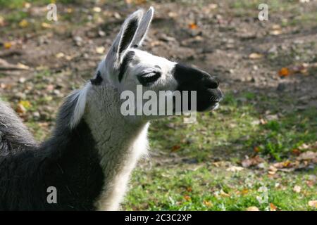 Un ritratto di una fiduciosa di Lama Foto Stock