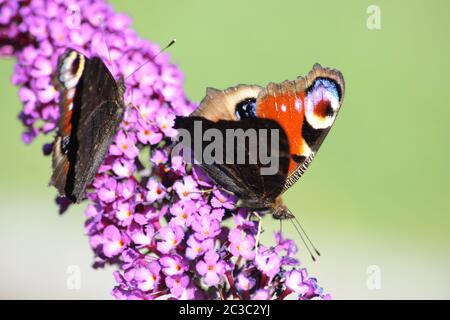 Peacock, (Inachis io) succhia il nettare Foto Stock