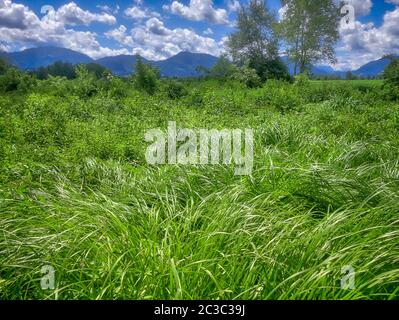 DE - BAVIERA: Il deserto delle brughiere (Loisach Moor nr. Bichl) Foto Stock