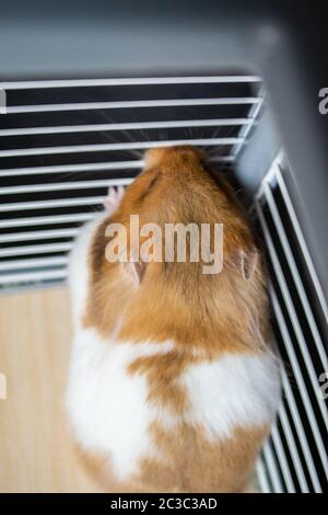 Criceto siriano contro le barre di gabbia Foto Stock