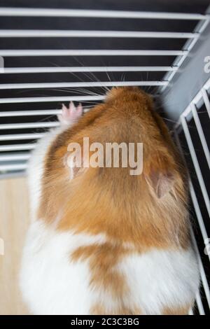Criceto siriano contro le barre di gabbia Foto Stock