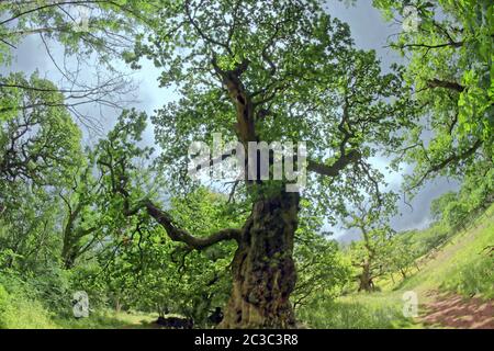 Hamilton, Scozia, UK, 19 giugno 2020: Regno Unito Meteo: Chatelherault Country Park era soleggiato con i visitatori le querce cadzow di 500 anni sono famose per le persone che vedono i volti umani nelle loro stalle e sono paragonate alle tende da parte della gente del posto il vandalismo severo ha visto il tronco interno bruciato. Credit: Gerard Ferry/Alamy Live News Foto Stock