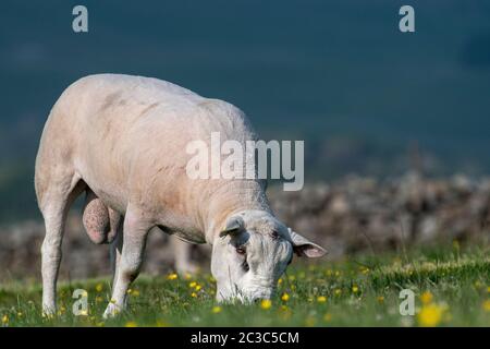 Appena tagliato Texel ram pascolo un pascolo di montagna, North Yorkshire, Regno Unito. Foto Stock