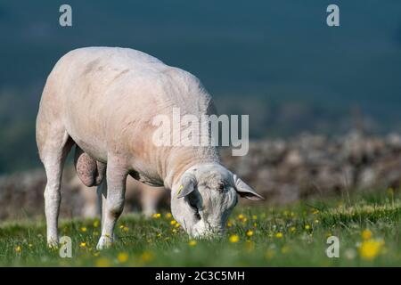 Appena tagliato Texel ram pascolo un pascolo di montagna, North Yorkshire, Regno Unito. Foto Stock