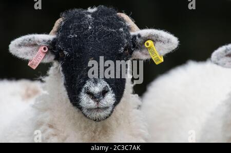 Primo piano su una faccia swaledale agnelli gimmer. North Yorkshire, Regno Unito. Foto Stock