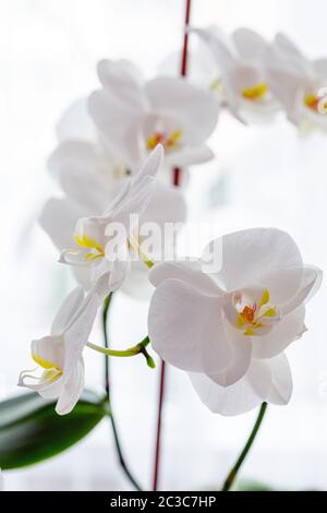 Orchidee bianche sul davanzale, primo piano di piante interne Foto Stock