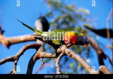 Sydney Australia East Lindfield Rainbow Lorikeet in Tree Foto Stock