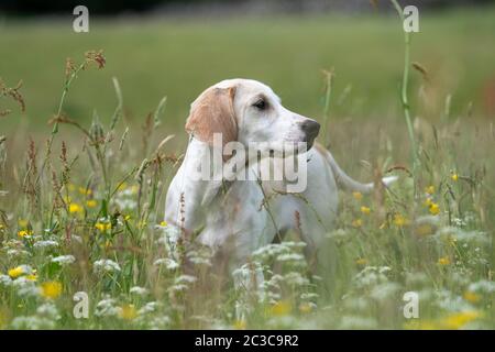Cucù di Hound, di circa 15 settimane, in un prato di fieno tradizionale, nel Nord Yorkshire, Regno Unito. Foto Stock