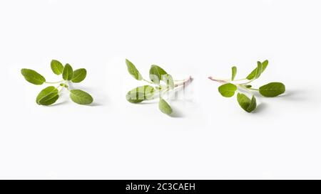 Pianta di Salvia da ramoscelli di foglie di primavera verde fresco. Foto Stock