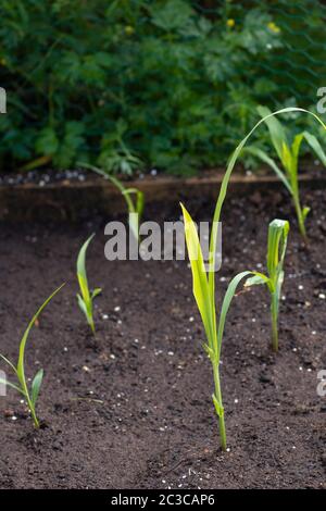 Piantine di mais dolci in suolo, organico Foto Stock