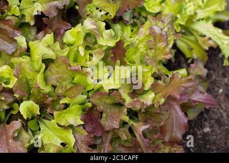 Insalata di lattuga fresca foglie da vicino, foglie verdi Foto Stock
