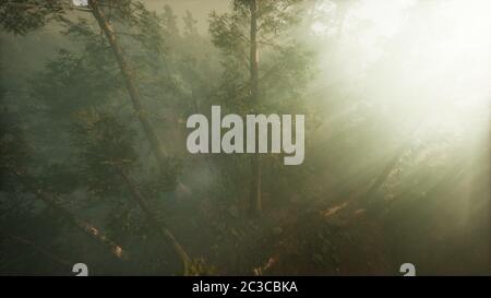 Drone rottura attraverso la nebbia per mostrare redwood e pino Foto Stock