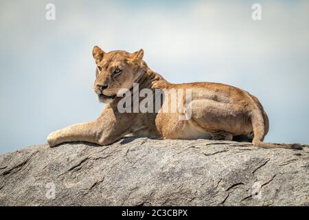 La leonessa sdraiata sulla roccia sotto il sole Foto Stock